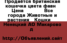 Продаётся британская кошечка цвета фавн › Цена ­ 10 000 - Все города Животные и растения » Кошки   . Ненецкий АО,Макарово д.